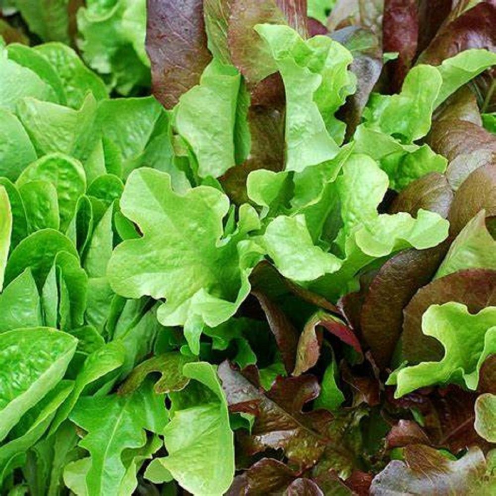 Lettuce Mixed Salad Leaves